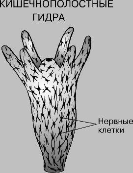 Кракен войти сегодня